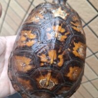 トウブハコガメ(甲長約14cm)23CBオス