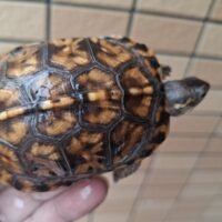 トウブハコガメ(25CB)甲長約8cm TSDメス