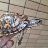 トウブハコガメ(25CB)甲長約8cm TSDメス