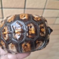 トウブハコガメ(25CB)甲長約8cm TSDメス