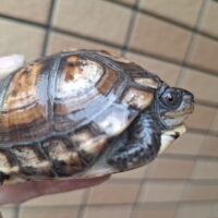 トウブハコガメ(25CB)甲長約8cm TSDメス