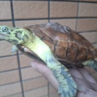 クサガメ（スーパーパステル）甲長約18cm