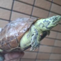 クサガメ（スーパーパステル）甲長約18cm