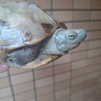 クサガメ（スーパーハイポ）甲長約18cm