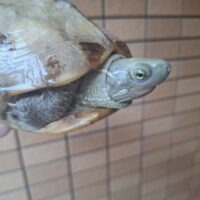 クサガメ（スーパーハイポ）甲長約18cm