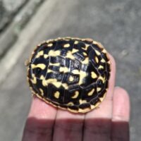 キタニシキハコガメ（26CB）甲長約5cm（多甲板）