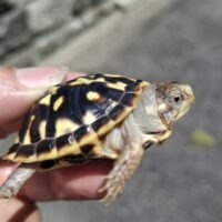 キタニシキハコガメ（26CB）甲長約5cm（多甲板）