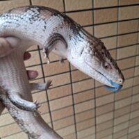 キタアオジタトカゲ（サンセット）オス（脱皮前）