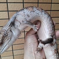 キタアオジタトカゲ（サンセット）オス（脱皮前）