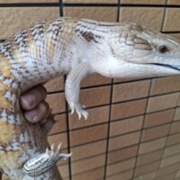キタアオジタトカゲ（ハイカラー）オス