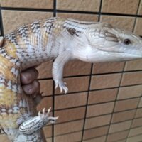 キタアオジタトカゲ（ハイカラー）オス