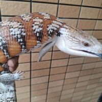 キタアオジタトカゲ（サンセット）メス