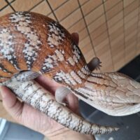 キタアオジタトカゲ（サンセット）メス