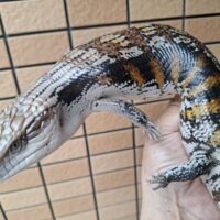 キタアオジタトカゲ（ブラックタイプ）メス