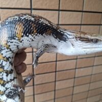 キタアオジタトカゲ（ブラックタイプ）メス