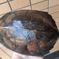 ホオジロクロガメ（甲長約18cm）オス