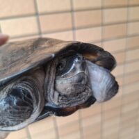ホオジロクロガメ（甲長約18cm）オス