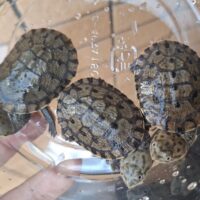 コシヒロカエルガメ（26CB）4,5cm