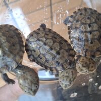 コシヒロカエルガメ（26CB）4,5cm