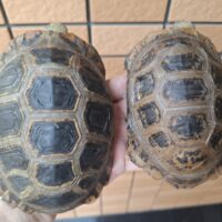 エロンガータリクガメ（甲長約12,5cm 13,5cm）