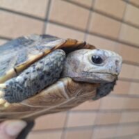 エロンガータリクガメ（甲長約12,5cm 13,5cm）