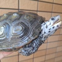 カロリナダイヤモンドバックテラピン（甲長約15cm）メス