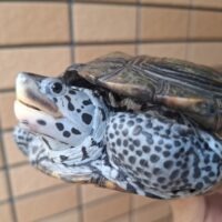 カロリナダイヤモンドバックテラピン（甲長約15cm）メス