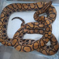 ブラジルレインボーボア（全長約190cm）メス