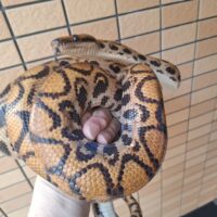 ブラジルレインボーボア（全長約190cm）メス