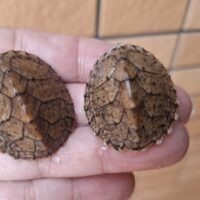カブトニオイガメ（26CB）