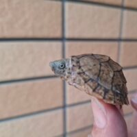 カブトニオイガメ（26CB）