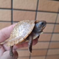 メキシコハコガメ（26CB）