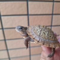 メキシコハコガメ（26CB）