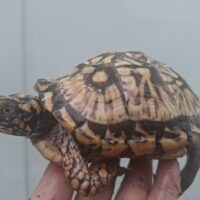 トウブハコガメ(甲長約14cm)23CB オス