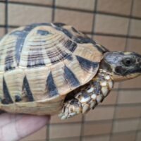 チュニジアギリシャリクガメ(甲長約12cm、13,5cm)ペア