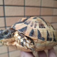 チュニジアギリシャリクガメ(甲長約12cm、13,5cm)ペア