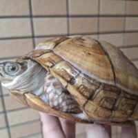 ミツユビハコガメ（甲長約14,5cm）約580g メス（尾先切れ）産卵経験あり