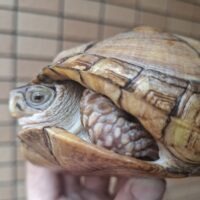ミツユビハコガメ（甲長約14,5cm）約580g メス（尾先切れ）産卵経験あり