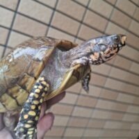 ミツユビハコガメ（甲長約12,5cm）約485g メス