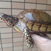 ミツユビハコガメ（甲長約12,5cm）約485g メス