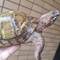 ミツユビハコガメ（甲長約12,5cm）約460g WC オス