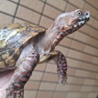 ミツユビハコガメ（甲長約12,5cm）約460g WC オス
