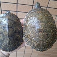 リバークーター（甲長約12,5cm、13,5cm）