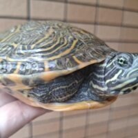 リバークーター（甲長約12,5cm、13,5cm）