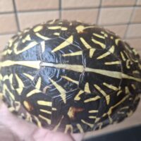 フロリダハコガメ（甲長約13.5cm）530g メス