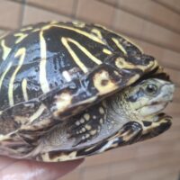 フロリダハコガメ（甲長約13.5cm）530g メス
