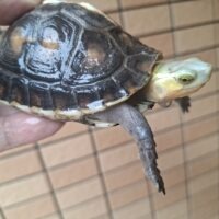 チュウゴクセマルハコガメ(色変)甲長約9,5cm メス