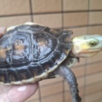 チュウゴクセマルハコガメ(色変)甲長約9,5cm メス