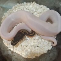 ボールパイソン（ファイアブラックパステルパイ）26CB メス