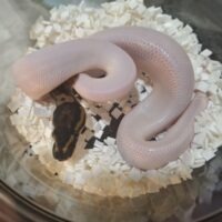 ボールパイソン（ファイアブラックパステルパイ）26CB メス